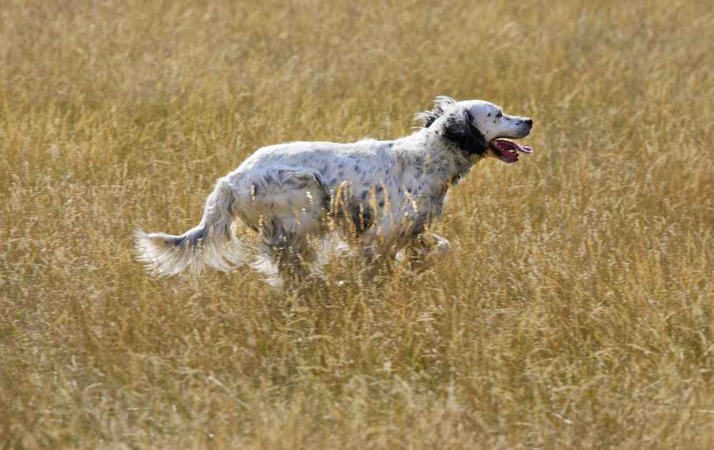 engelsk setter med lång päls