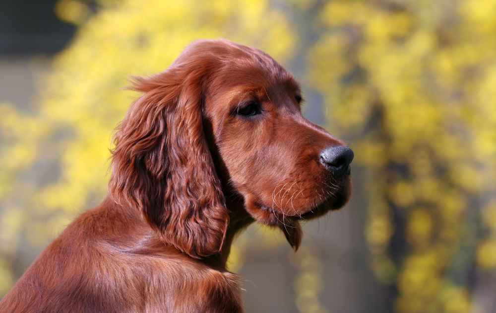 irish setter hängande öron