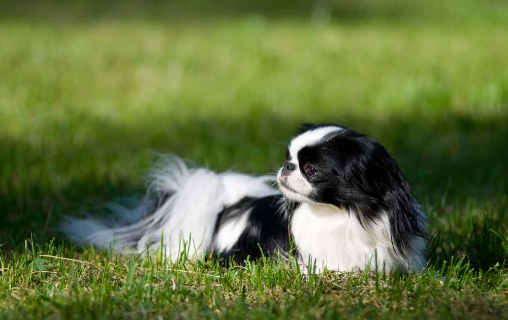 japanese chin hundras med längre päls