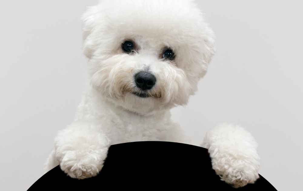 bichon frise