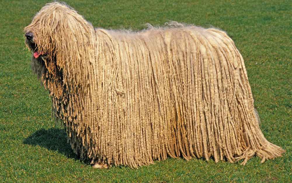 komondor-med-extremt-lang-pals