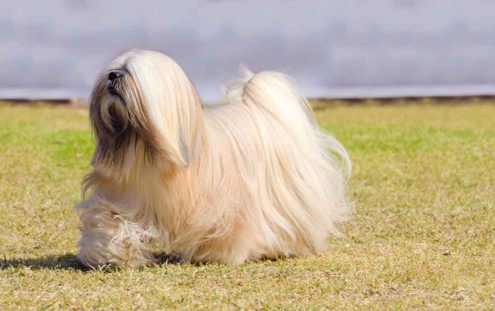 lhasa apso en hundras med långt hår