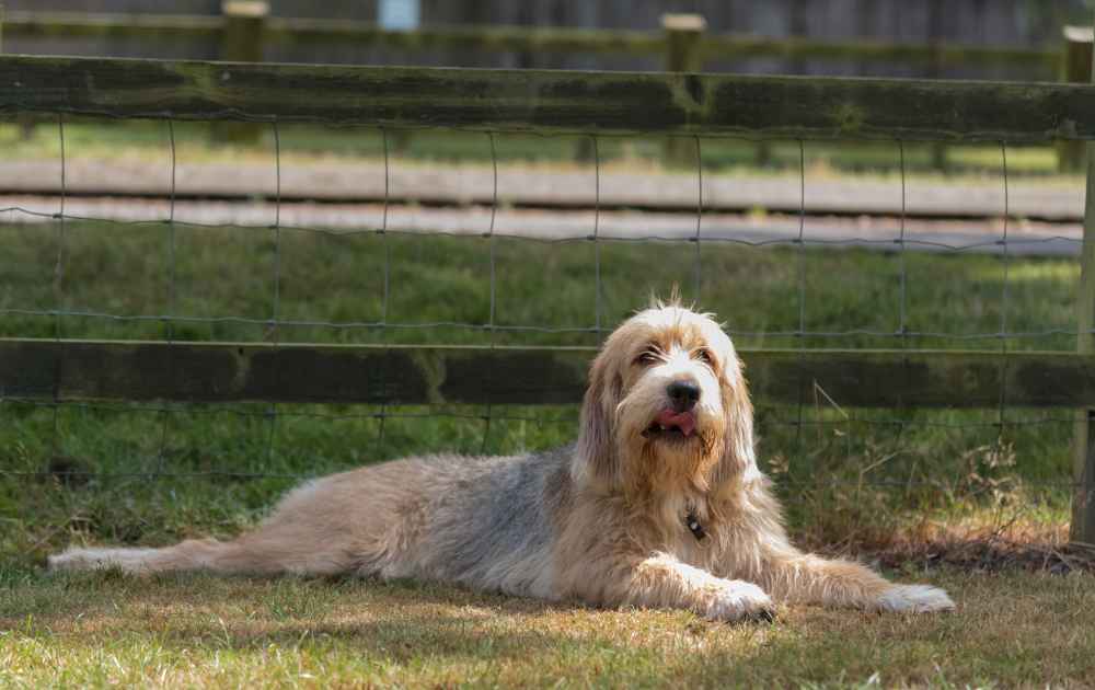 otterhound