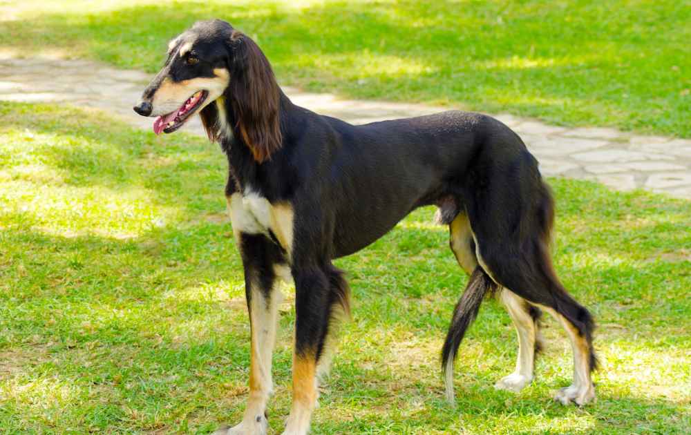 saluki med hängande öron