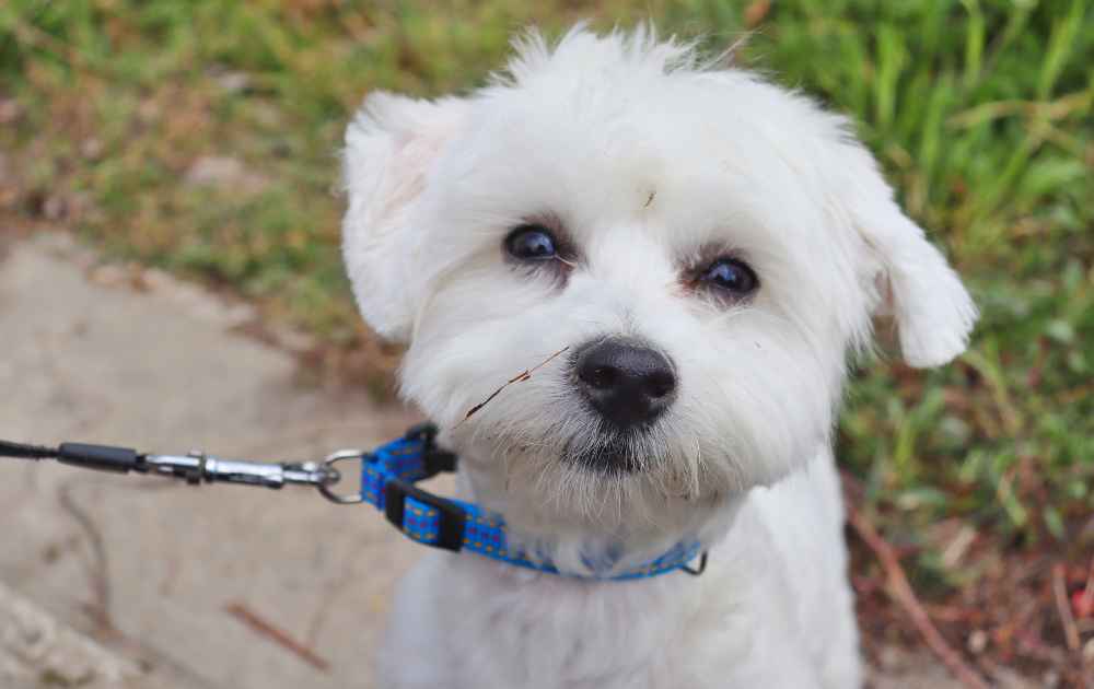 söt hundvalp maltipoo