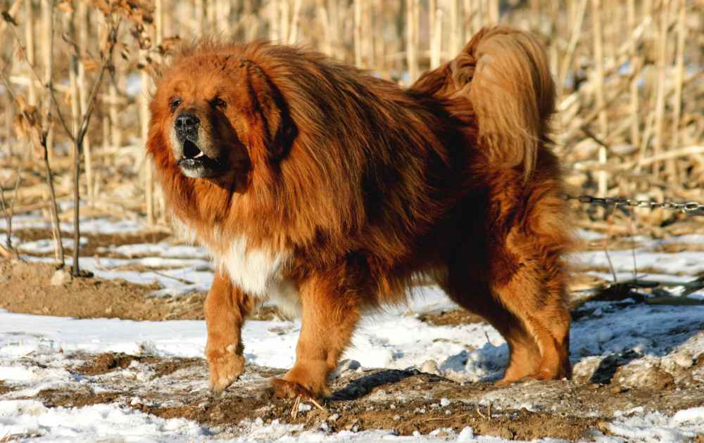 tibetansk mastiff med tjock lång päls