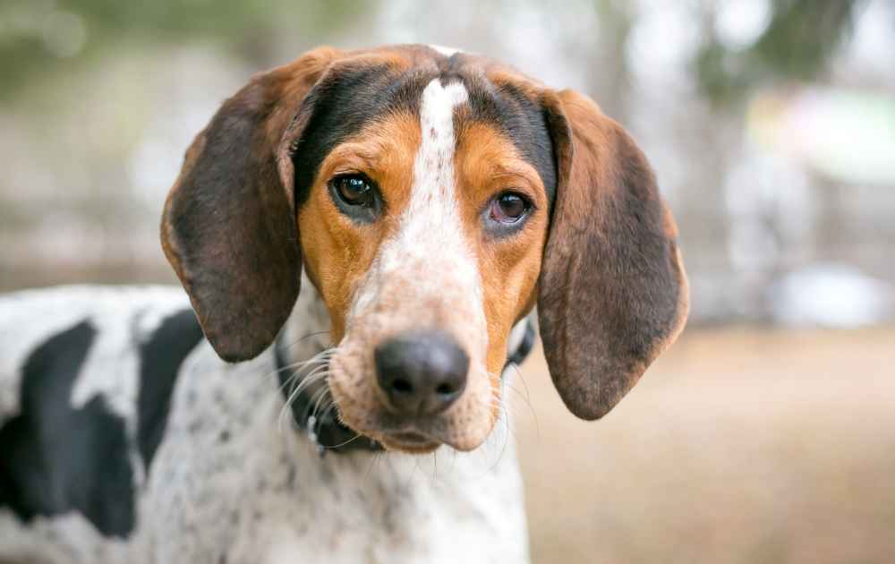 treeing walker coonhound hundras med stora hängande öron