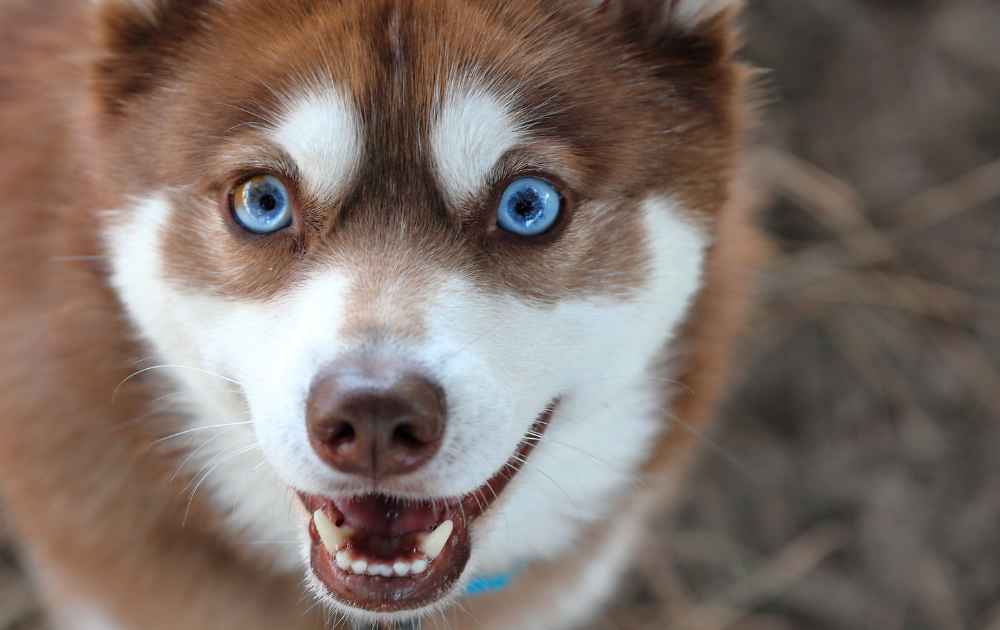 Alaskan Klee Kai hundras med blå ögon