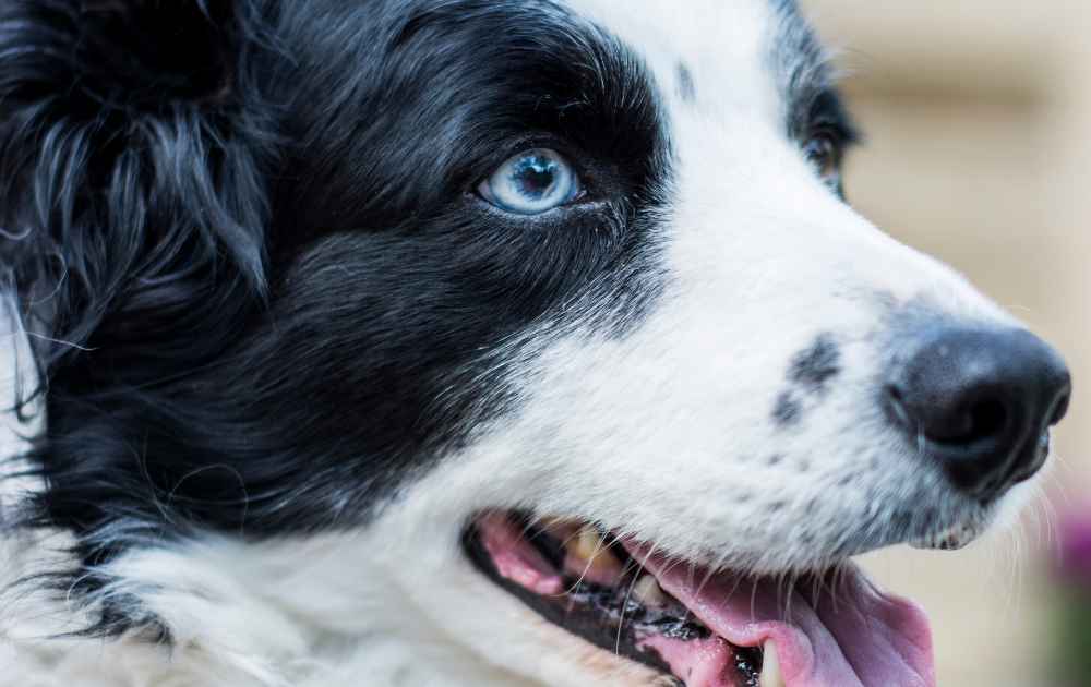 Border Collie med blåa ögon