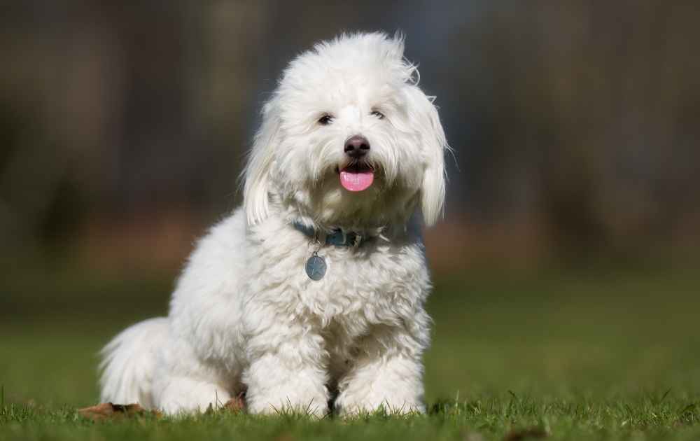 Coton De Tolear hund med vit päls