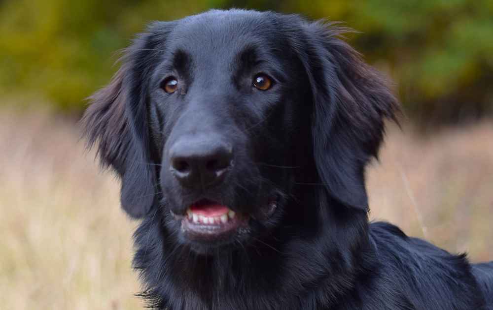 Flatcoated Retriever svart hund