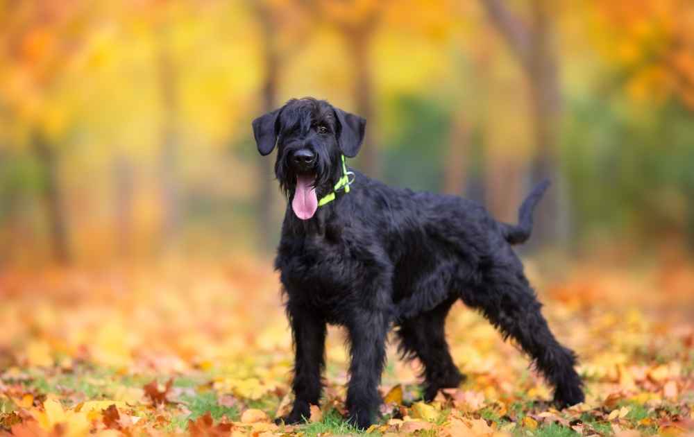 Riesenschnauzer hund med svart päls