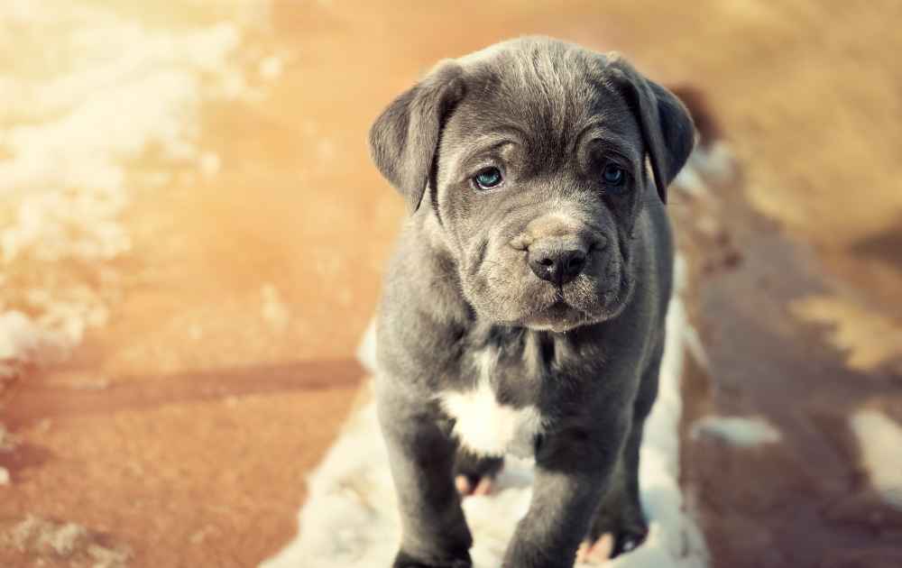 Neapolitan Mastiff valp med blå ögon