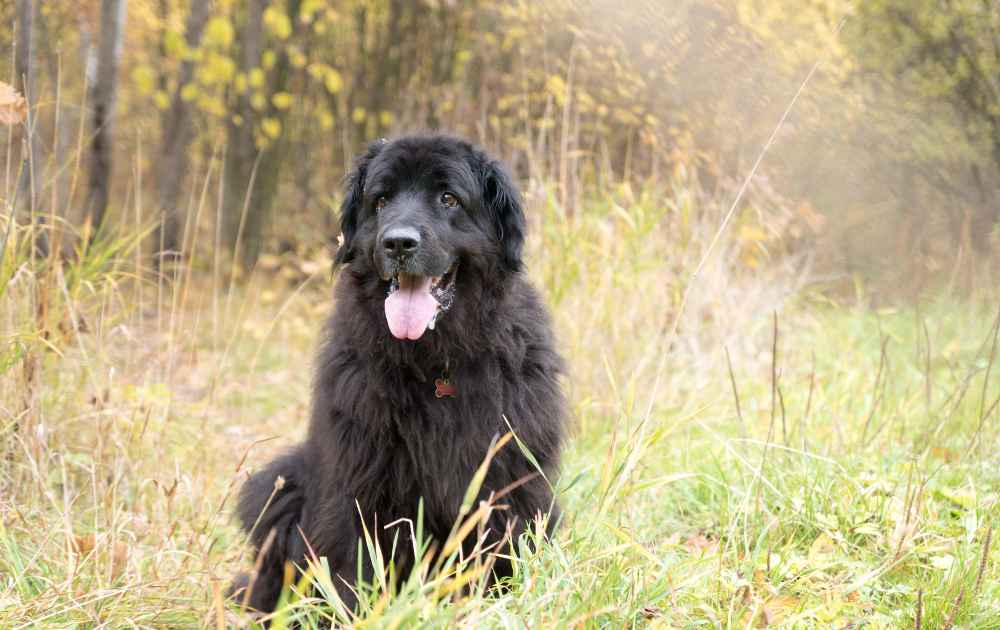 Newfoundlandshund hund med svart päls