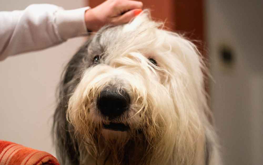 Old English Sheepdog