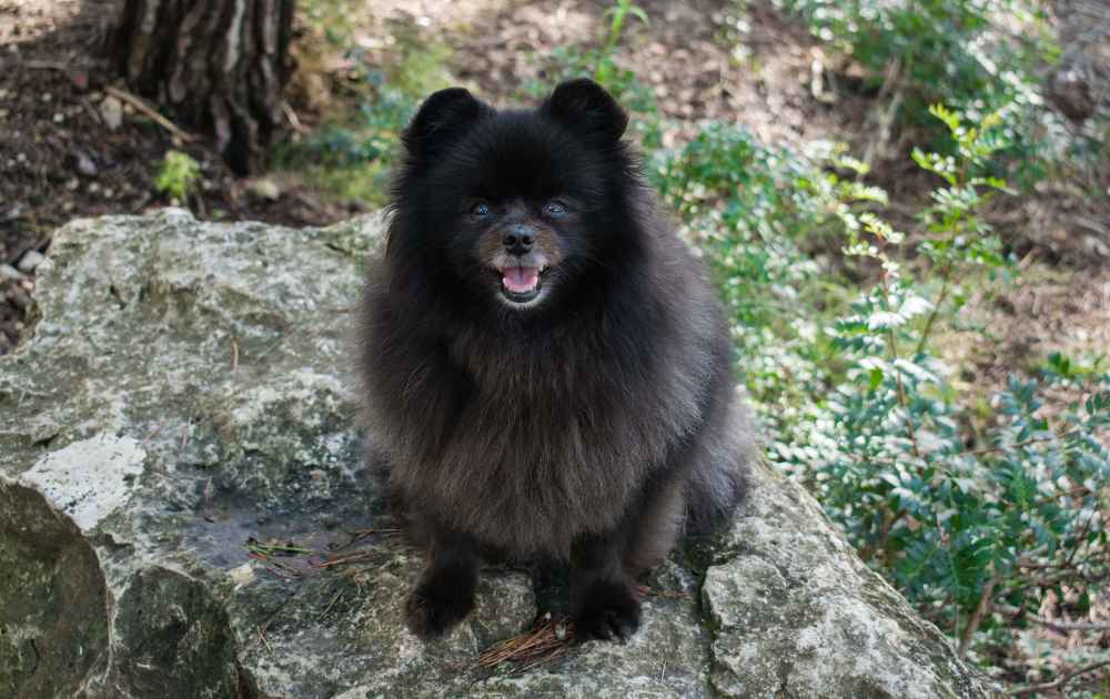 Pomeranian med svart päls