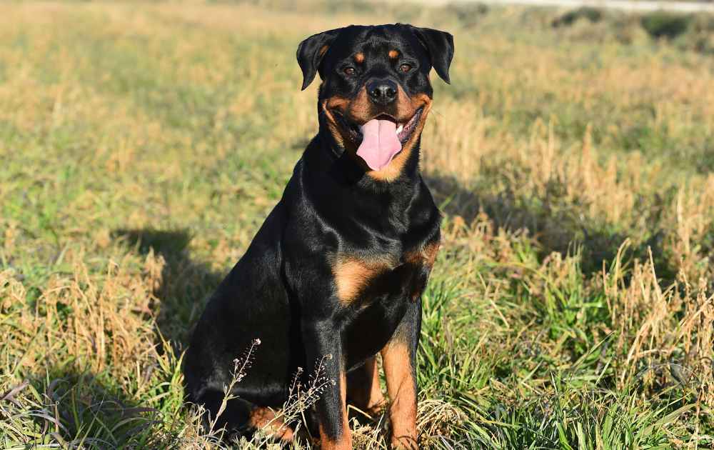 Rottweiler