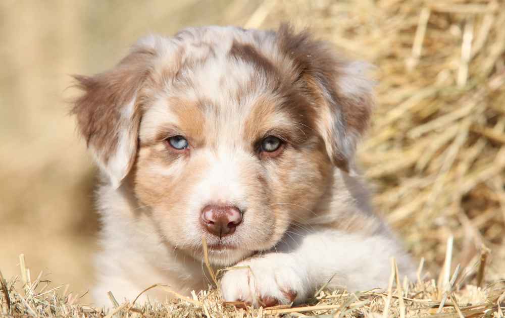 hund med blåa ögon Australian Shepherd