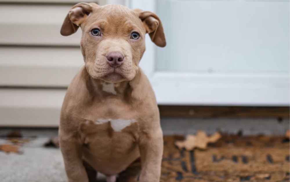 hund med blåa ögon pitbull