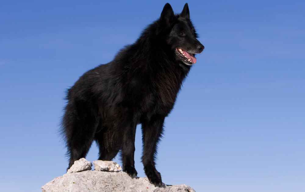 hund med svart päls Belgian Sheepdog