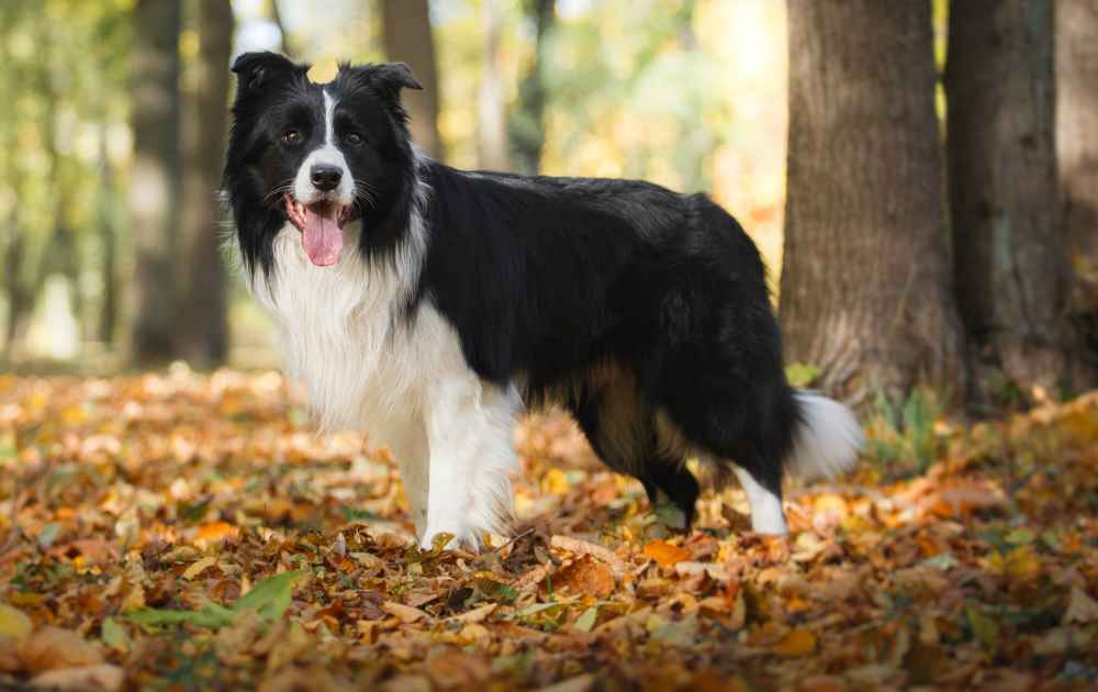 hund med svart päls Border Collie