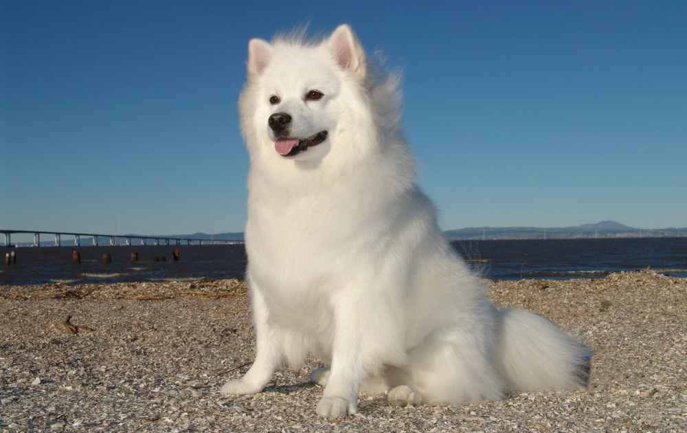 hund med vit päls American Eskimo