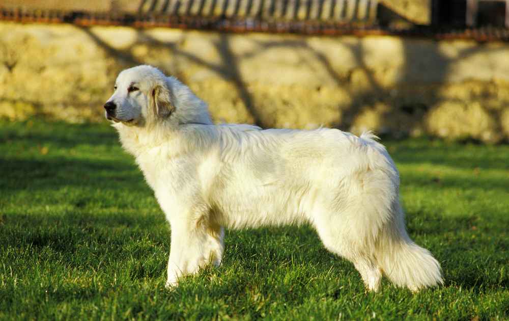 hund med vit päls Pyrenéerhund