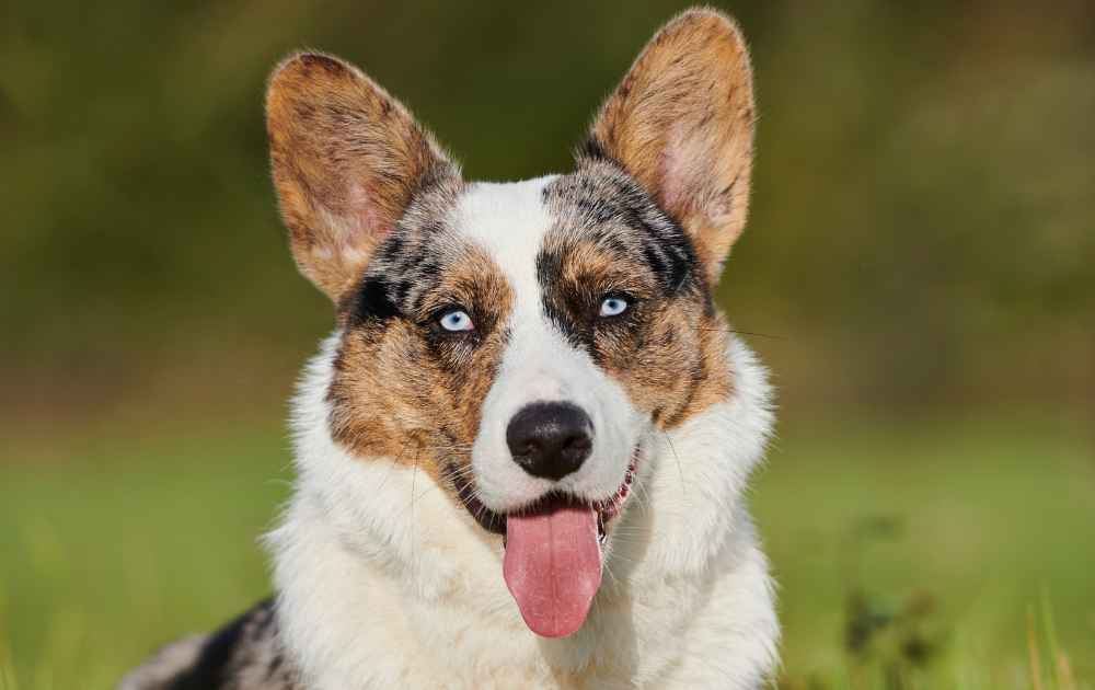 hundar med blå ögon Cardigan Welsh Corgi