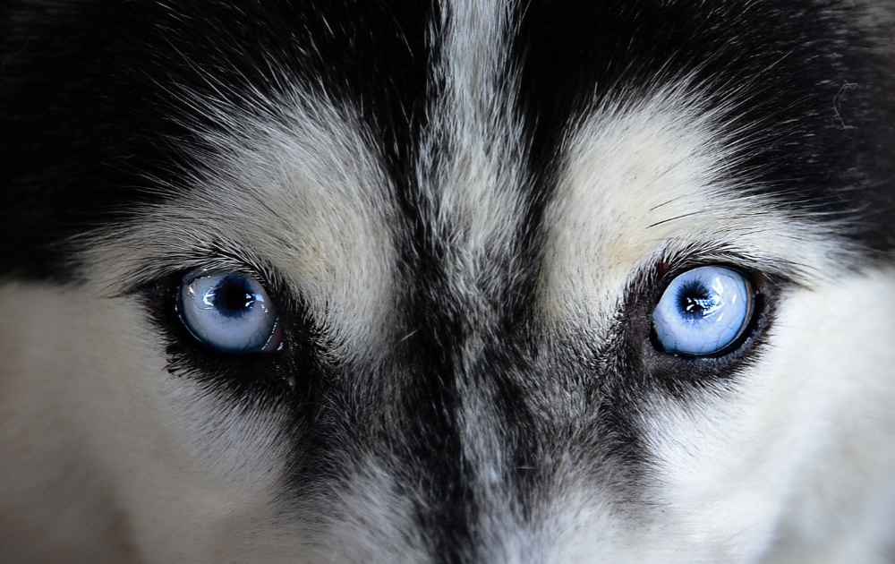 hundar med blå ögon