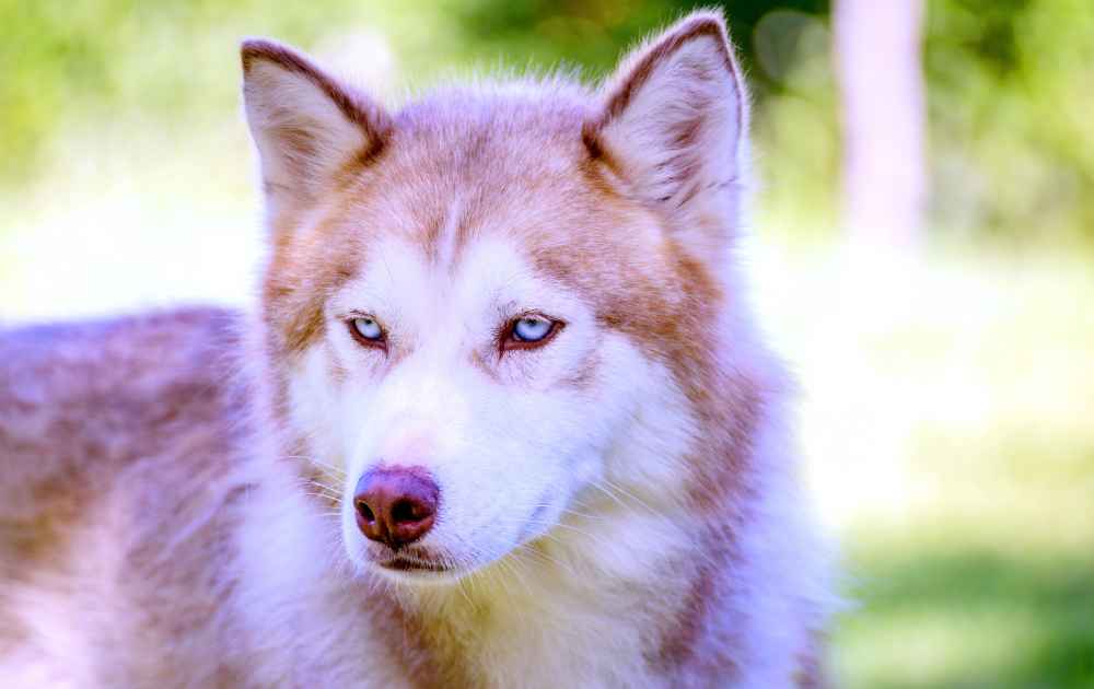 hundar med ljusa ögon Alaskan Malamute