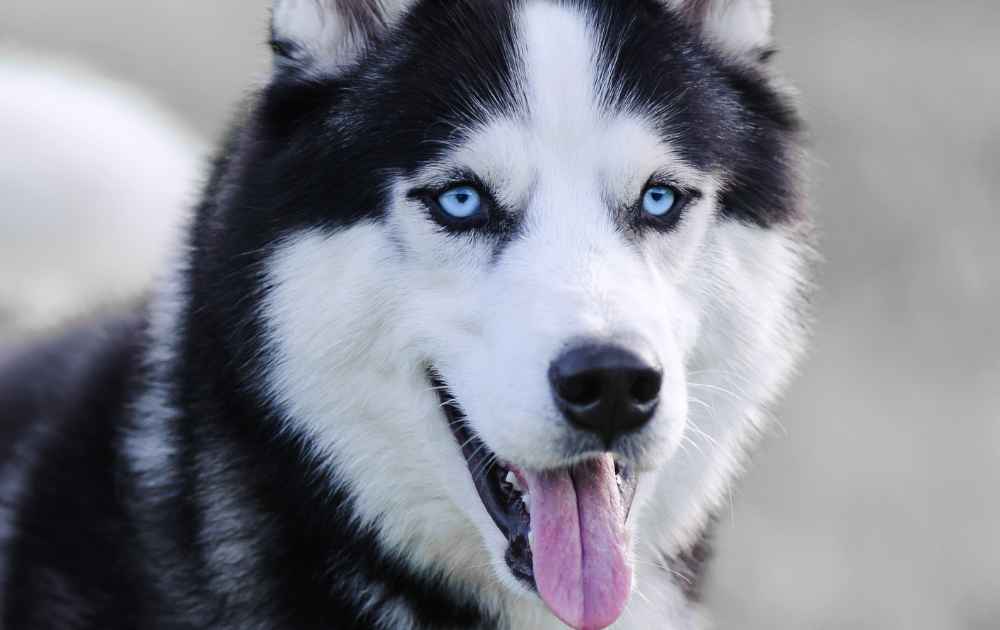 Hundar med blå ögon (18 Hundraser med blå ögonfärg) - Dogg.se