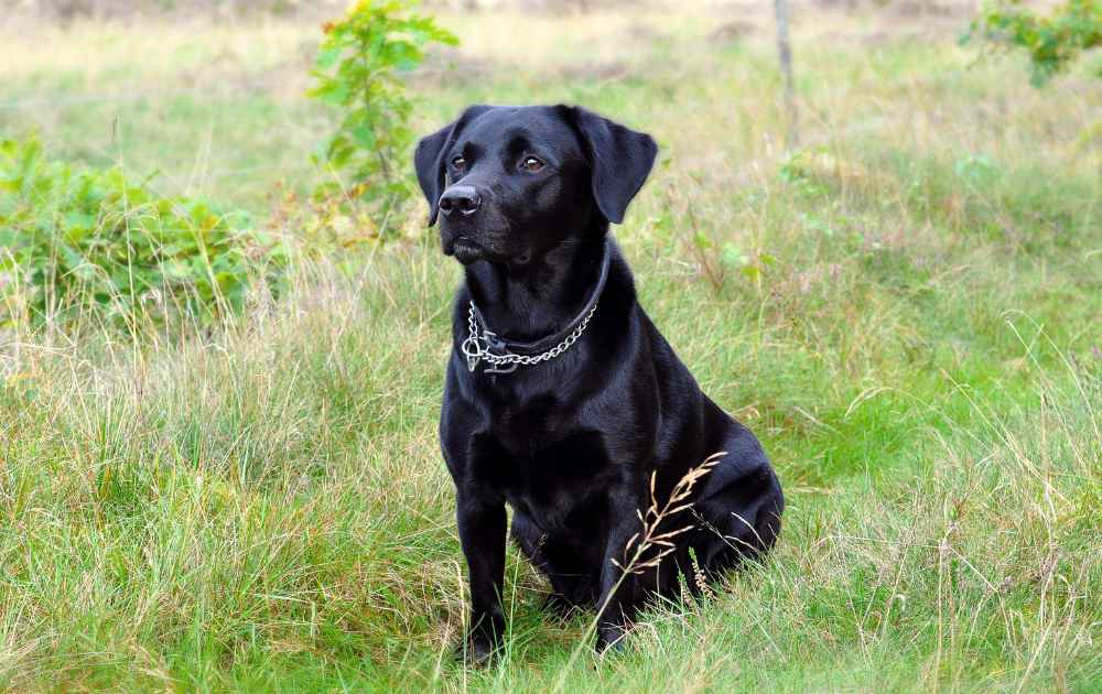 hundras med svar päls Labrador