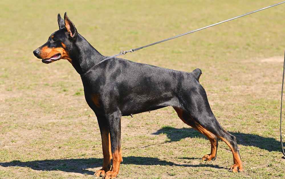 hundraser med mörk päls  Dobermann Pincher