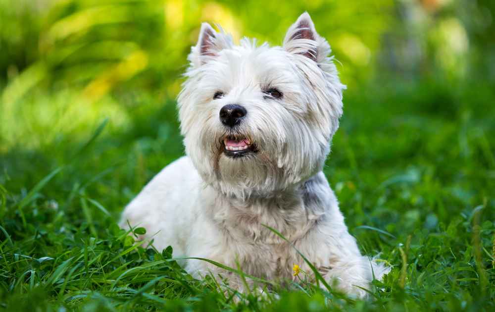 liten hund med vit päls