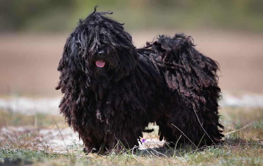 lurvig svart hund Puli