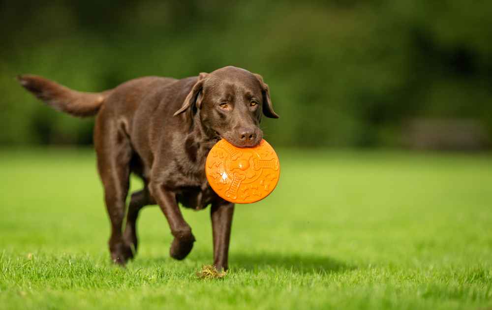  rolig hund Labrador Retriever