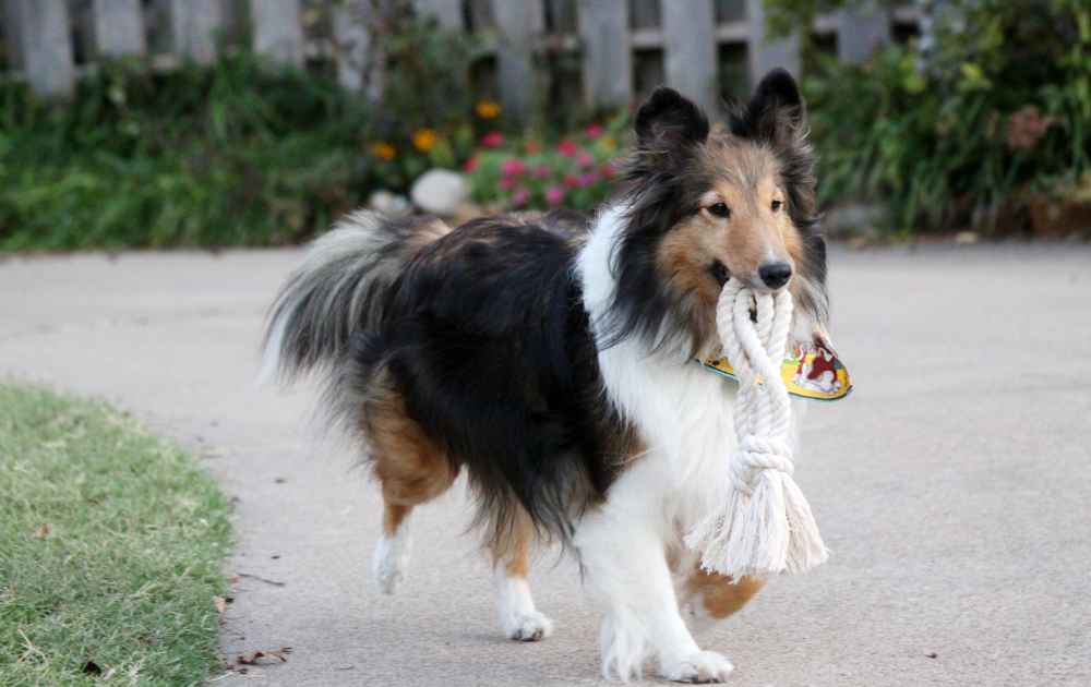 rolig hund Shetland Sheepdog