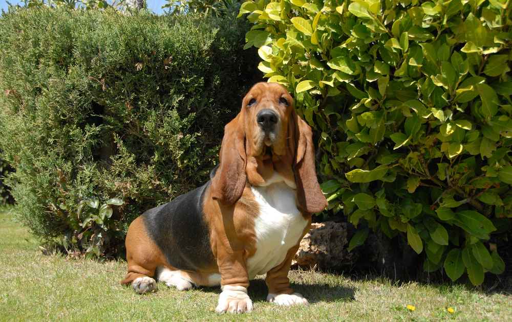 rolig hundras Basset Hound stora öron