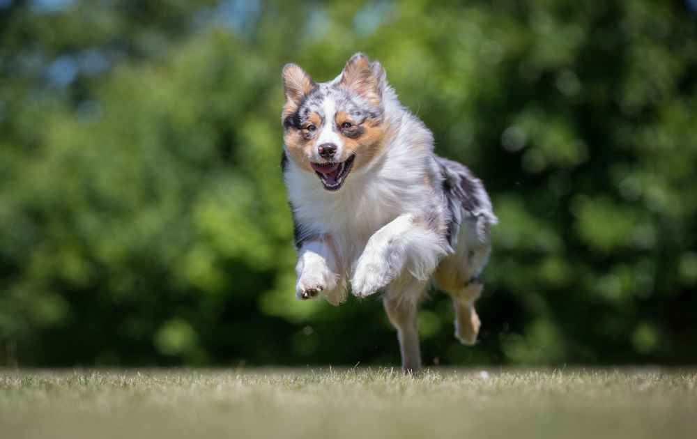 rolig och charmig hundras Australian Shepherd 