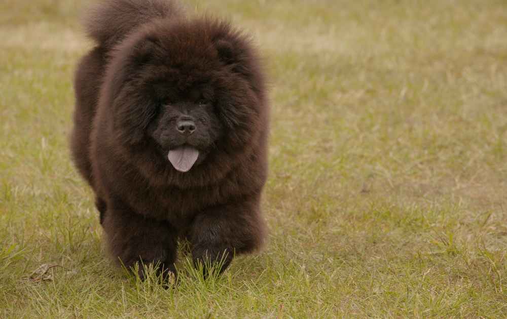 svart Chow Chow