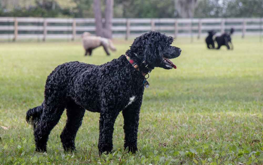 svart Portugisisk Vattenhund