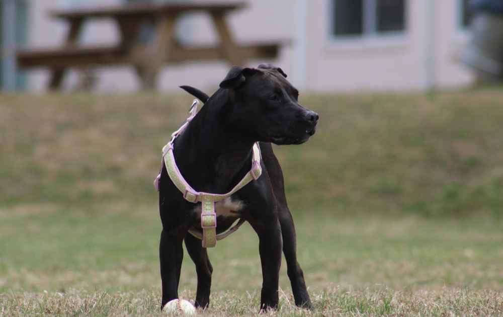 svart Staffordshire Terrier