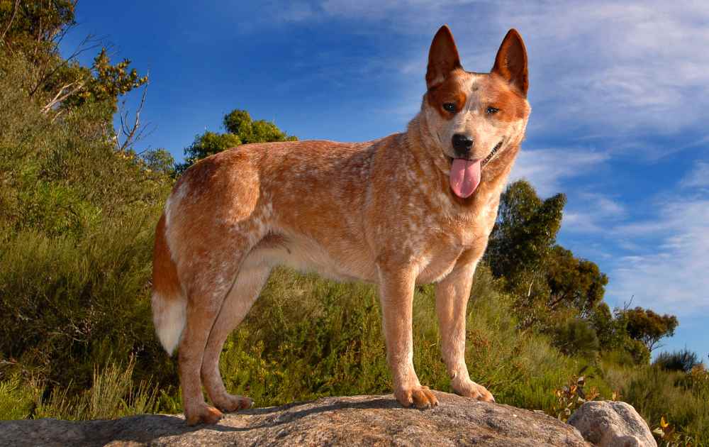 Australian Cattle Dog röd hundras