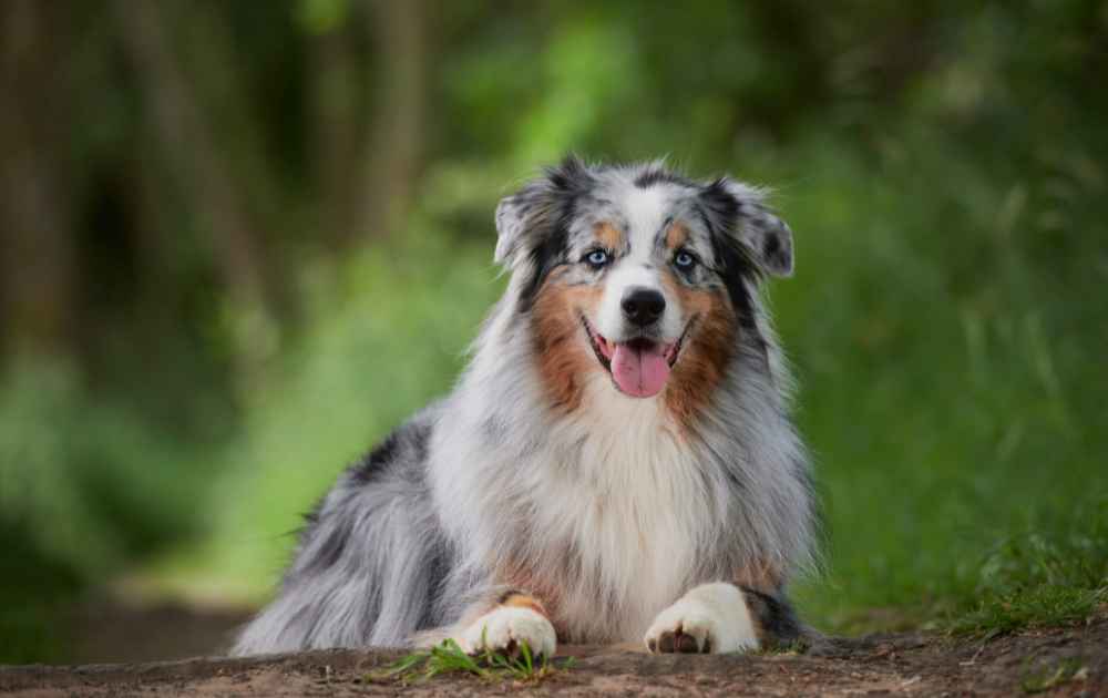 Australian Shepherd grå päls