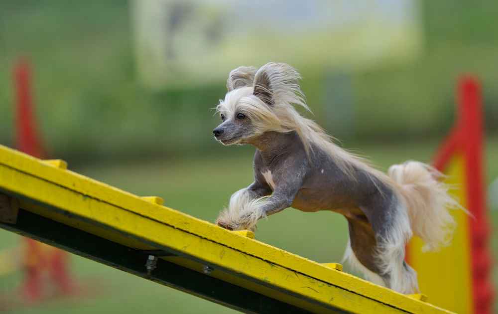 Chinese Crested hundd med grå päls