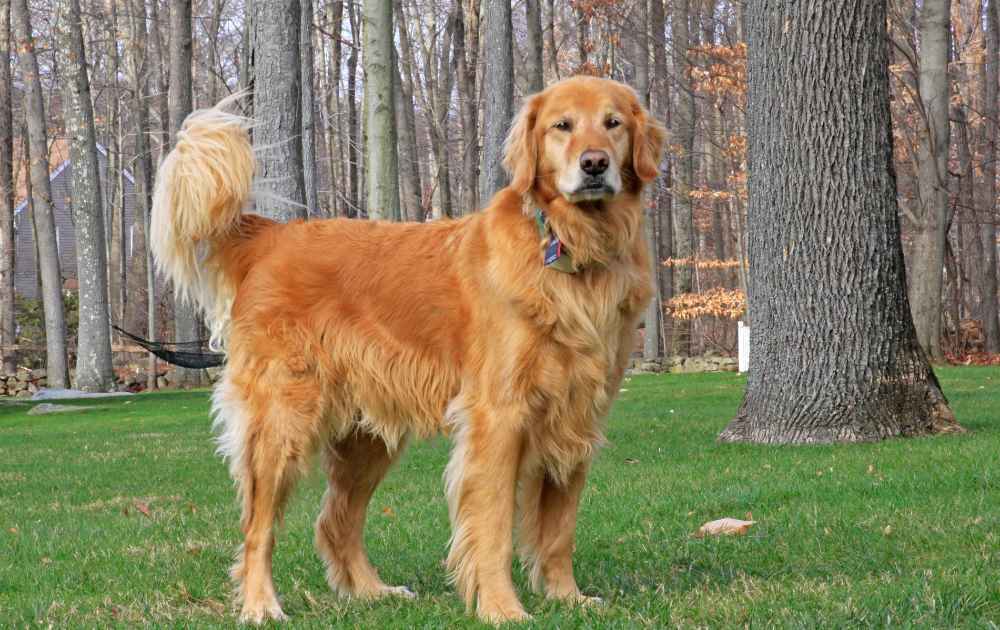 Golden Retriever med röd päls