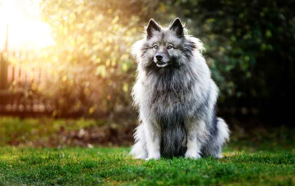  Keeshond hundar med grå päls