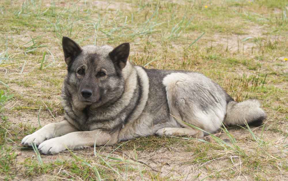 Norsk Älghund grå hundras