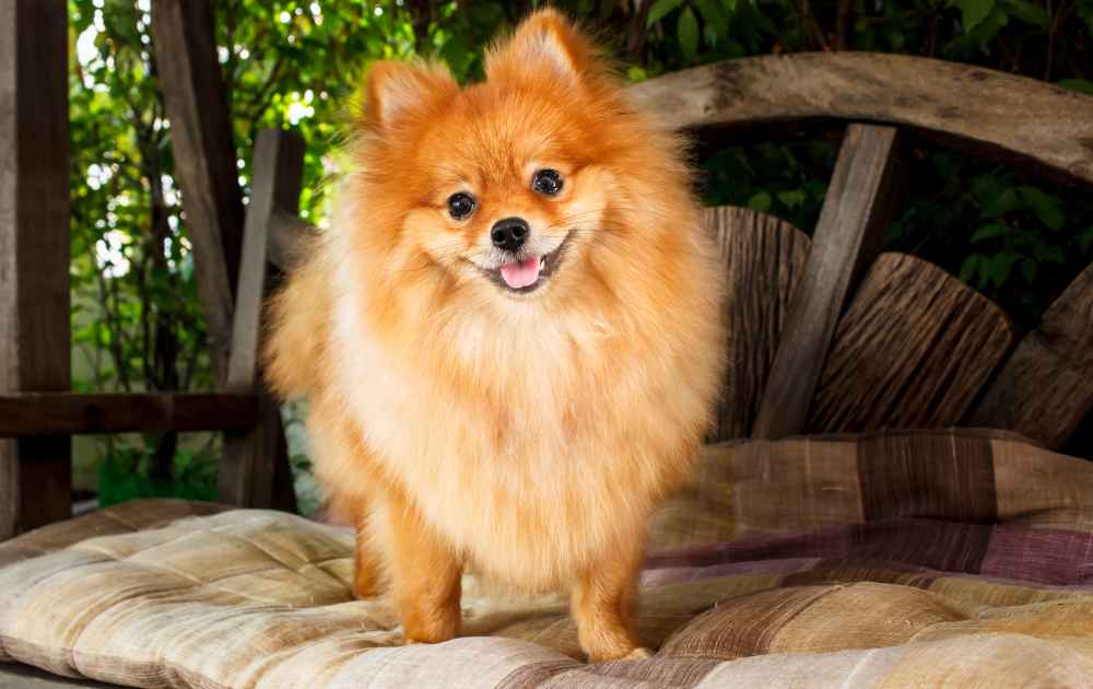 Pomeranian utseende