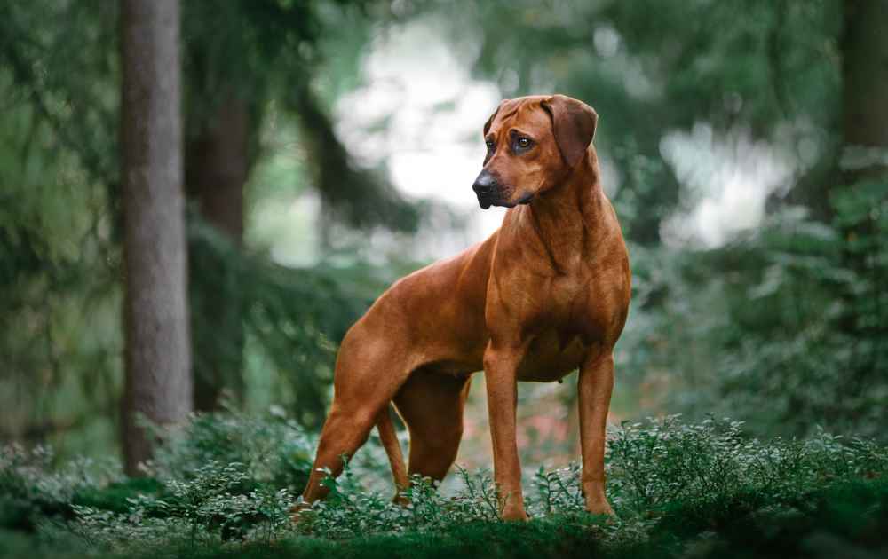 Rhodesian Ridgeback hund med röd päls